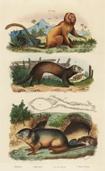 Gyllene lejontamarin, Leontopithecus rosalia, utrotningshotad 1, alpin murmeldjur, Marmota marmota 2 och håla, och iller eller polecat, Mustela putorius 3