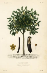 Gyllene regnträd eller canafistula, Cassia fistel, Casse purgativ
