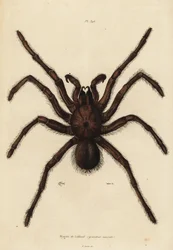 Goliath birdeater spindel, Theraphosa blondi