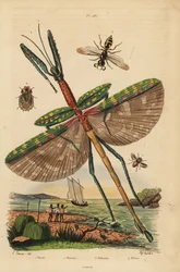 Goliatpinnesekt, Eurycnema goliath, fluga, Phasia-arter, bidödargeting, Philanthus triangulum, barkkryp, Phloea corticata