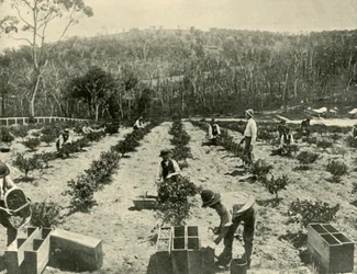 Krusbärsfarm, Glenbrook, 1901.