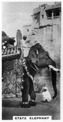 Regeringselefant i statsdräkt, södra Indien, c1925