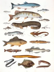 Benfisk och mjukfenad fisk