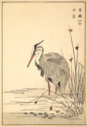 Grey Heron Aosagi och Mizu-aoi Plant, 1857.