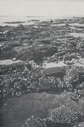 Stora barriärrevet, 1924