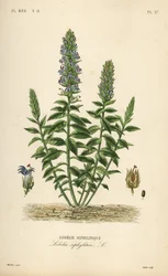 Stor blå lobelia, Lobelia siphilitica, Lobelia siphilitica, Lobelia syphilitique