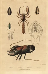 Stor grön busksyrsa, Tettigonia viridissima 1, foraminifera, Bannerella gibbosa 2, skorpionslerhummer, Thalassina anomala 3, kräftor, Astacus goudotii 4 och amerikansk languster 5