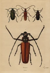 Stor långhorning, Enoplocerus armillatus 1, Aegosoma scabricorne 2, Pyrodes nitidus 3 och Prionus desmaretii 4