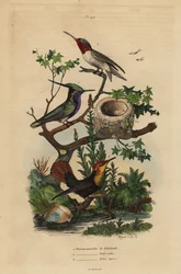 Grönkrönt havsört, Stephanoxis lalandi, rubinstrupig kolibri, Archilochus colubris och rubintopazkolibri och bo, Chrysolampis mosquitus