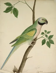 Grön papegoja, ca. 1820.