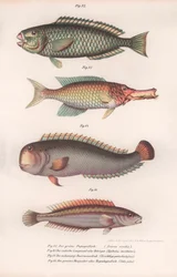 Grön papegojfisk. Indian longmouth, Rasirnesser, Wrasse, ca 1850-talet