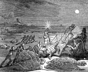 Gröna sköldpaddor och skogssköldpaddor fångade på Kubas kust, 1832