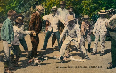 Havanna. Tuppfäktning. Tuppfäktning, cirka 1900