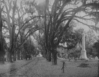 Hanging Moss på Live-Oak, Savannah, Georgia, c1897.