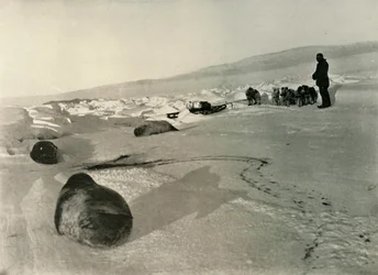 Hauling Seal Meat for the Winter Quarters, c1908, 1909
