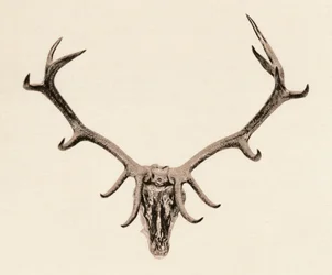 Head of a Deer, c1500-talet, 1904