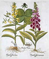 Ört Paris Solanum quadrifolium, Vanlig Foxglove Digitalis Purpurea Stor Gul Foxglove