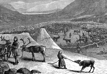 Renhjord, Lappland, 1882