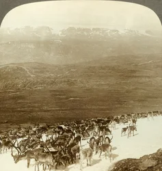 Renflock i de nordliga vildmarkerna och snöiga höjder av Hardangerglaciären, Norge, c1905.