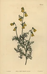 Hermannia confusa (finbladig hermannia, Hermannia tenuifolia)