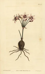 Hessea cinnamomea (Glittrande blommig strumaria, Strumaria crispa)
