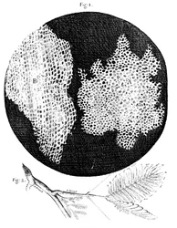 Hookes observationer av den cellulära strukturen av kork och en kvist av Sensitive Plant, 1665