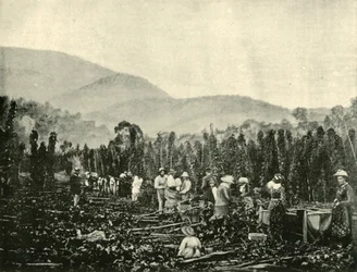 Humlplockning i Tasmanien, 1901.