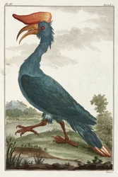 Näshornsfågel