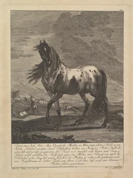 Häst, 1700-talet.