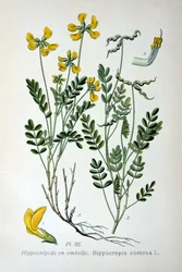Hästskovicker, 1893