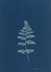Hothocleana, c. 1850-talet.