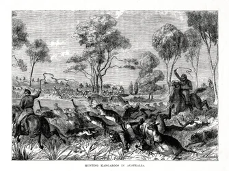 Jagar kängurur, Australien, 1877