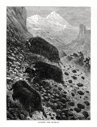 Jagar myskoxen, 1877