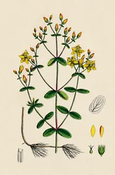 Hypericum Boeticum. Johannesört med vågblad, 1800-tal