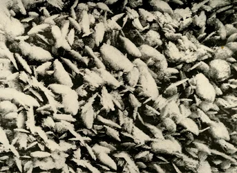 Iskristaller på taket av Hut Porch, c1908, 1909