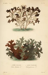 Islandsmossa, Cetraria islandica, isländsk lav och trädlungört, Lobaria pulmonaria, lunglav