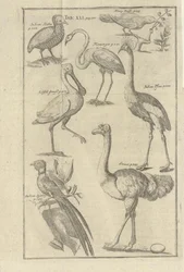 Beskrivning av boken Beskrivning av Vorgebürges des Guten Hope och deras Hottentots av Kolb, Peter och utgitt av bey Peter Conrad Monath (de, 1745)