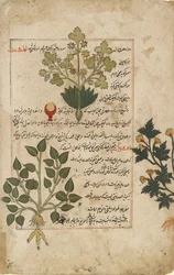 Illustrerad dubbel folio föreställande tistlar och andra medicinalväxter, 1595