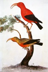 Illustration/Iiwi/Iwi/Scarlet honeycreeper/Scarlet Hawaiian Honeycreeper