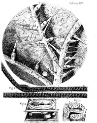 Illustrationer från den engelske mikroskopisten Robert Hookes Micrographia, 1665