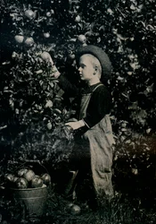 I en av Ontarios fruktbara fruktträdgårdar, c1934