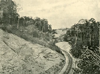 I Blackall Ranges, 1901.
