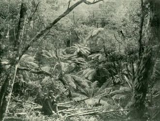 I Dandenong Ranges, 1901.