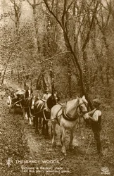 I Shady Woods, sent 1800-tal eller tidigt 1900-tal