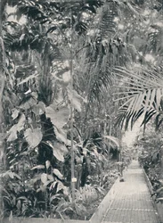 Interiör av Great Palm House, Kew Gardens, 1904