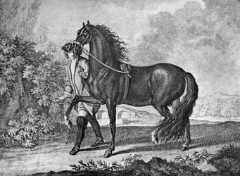 Italiensk napolitansk häst, 1722 1938
