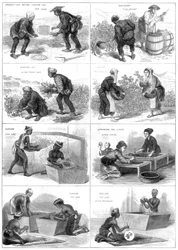Japansk teproduktion, 1874