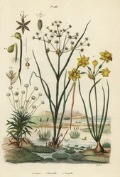 Ledrus, Juncus articulatus 1, paddrus, Juncus bufonius 2, pipört, Paepalanthus dendroides 3 och påsklilja, Narcissus jonquilla 4. Jones, Joncinelle, Jonquille