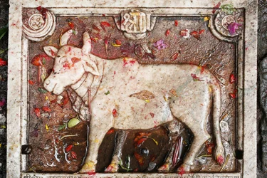 Kamadhenu Sachred Kau, Shesh Narayana, Nepal