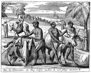 Khoikhois inbrottsoxar, Sydafrika, 1700-talet 1931